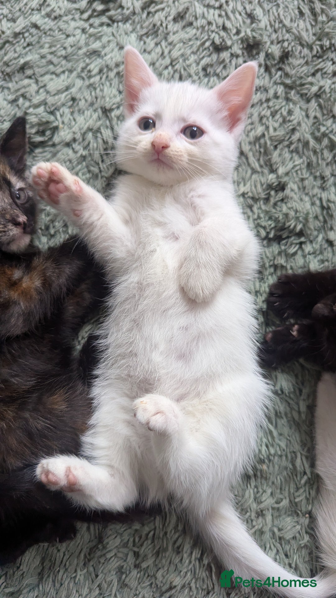 Mixed Breed cats for sale: Mixed coloured beautiful kittens 3 girls 3 boys  - Image 13