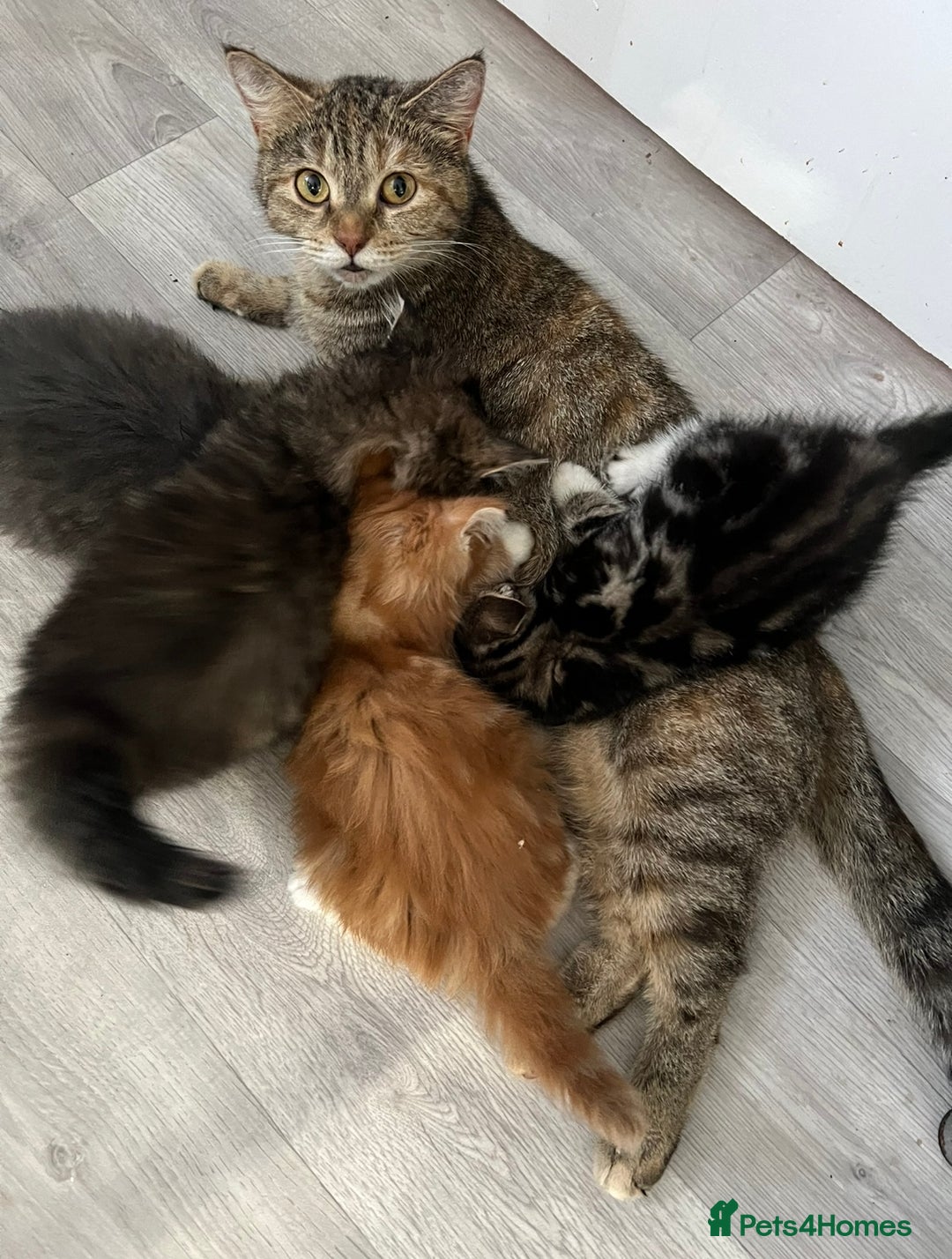 Mixed Breed cats for sale: Beautiful kittens  - Image 12