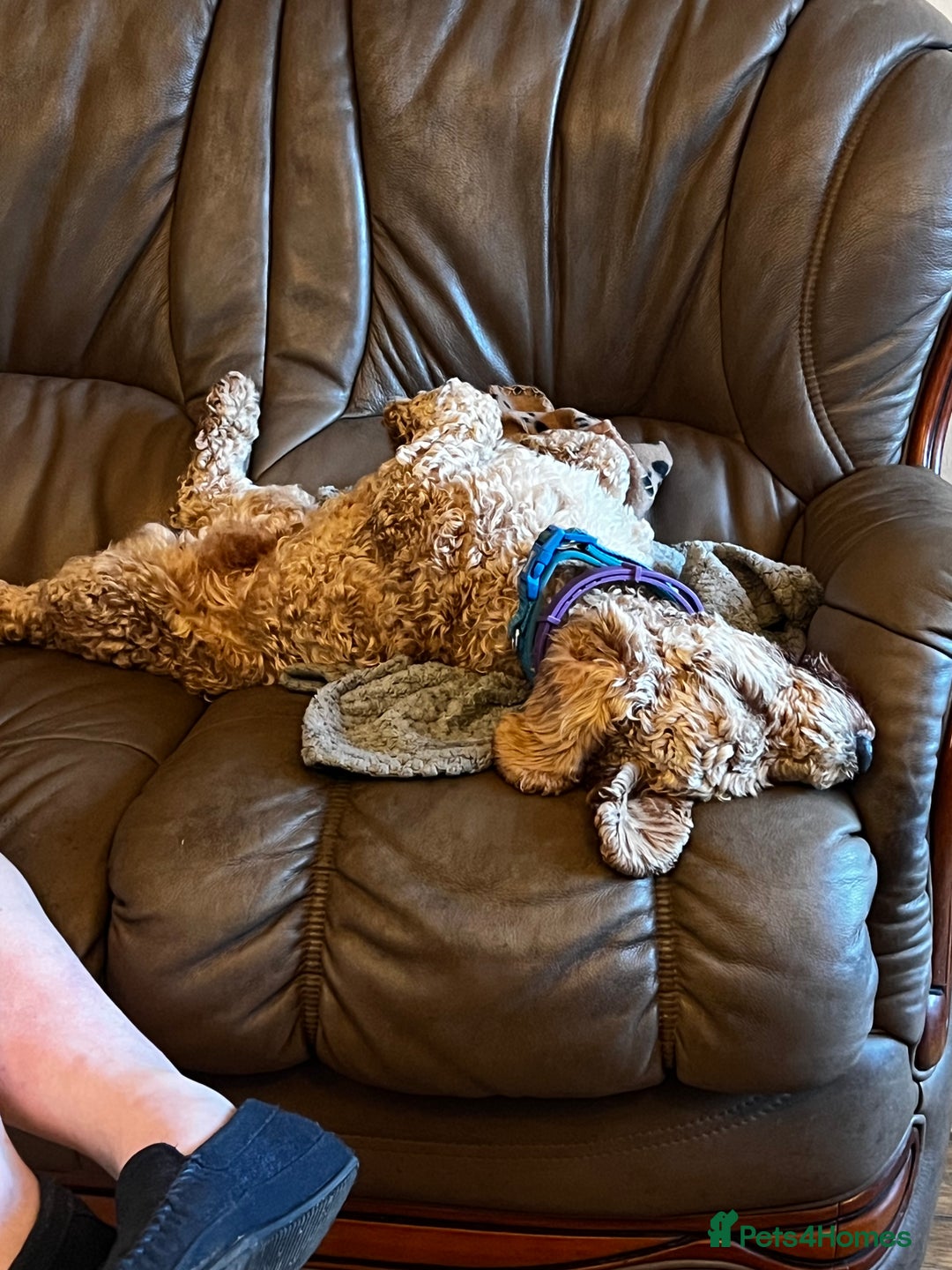 Cockapoo dogs for stud: T2 Cockerpoo for Stud - Advert 10