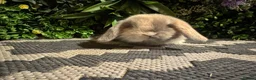Mini Lop rabbits for sale: Superb pure bred mini lops available  - Advert 20