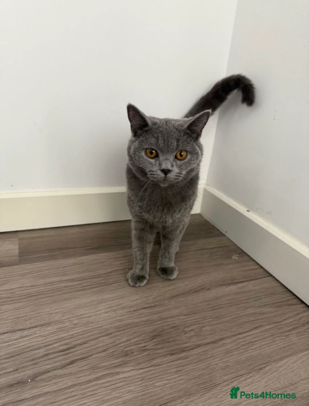 British Shorthair cats for sale: Gccf male  - Advert 2