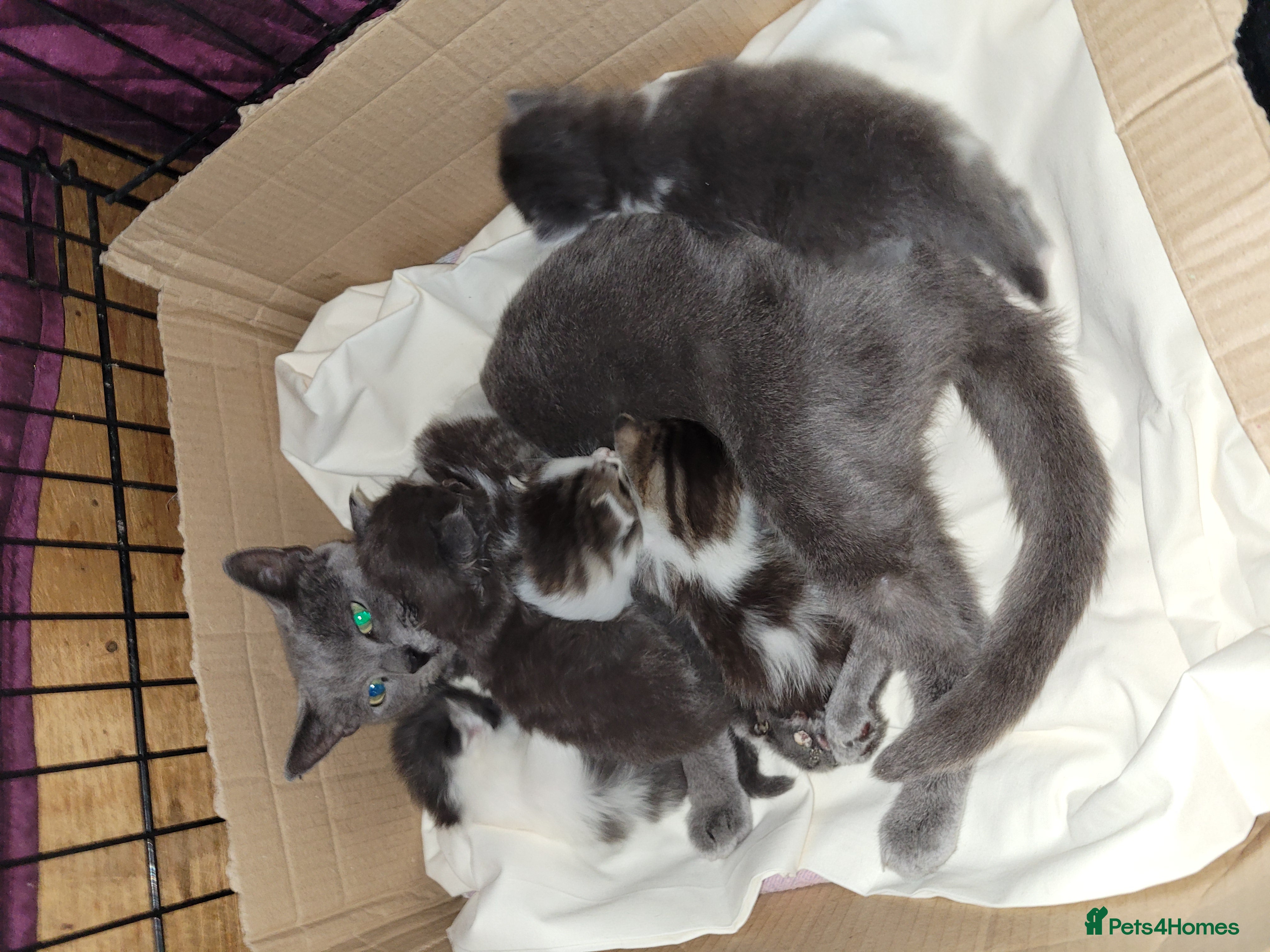 Mixed Breed cats Ragdoll maine-coon x Blue Russian kittens ready.  - Advert 4