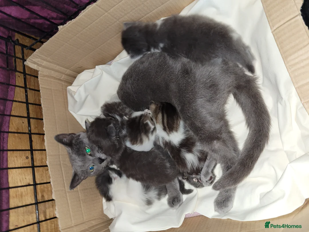 Mixed Breed cats for sale: Ragdoll maine-coon x Blue Russian kittens ready.  in Edinburgh - Advert 1