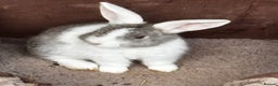 Mini Lop rabbits for sale: Mini lops bucks  - Advert 7