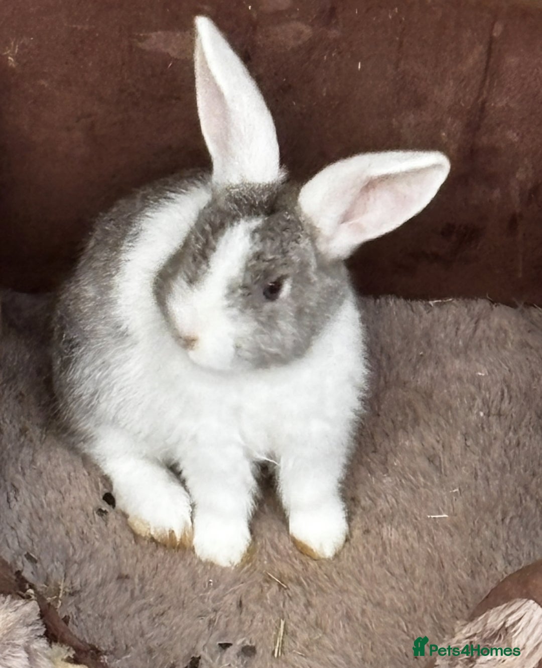 Mini Lop rabbits for sale: Mini lops bucks  - Advert 7