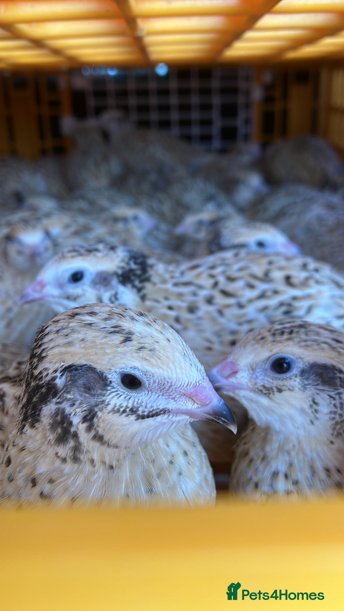 Quail poultry for sale: Female quail for sale  - Advert 1
