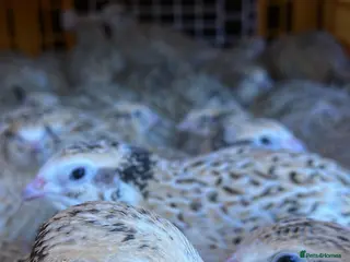 Quail poultry Female quail for sale - Advert 14