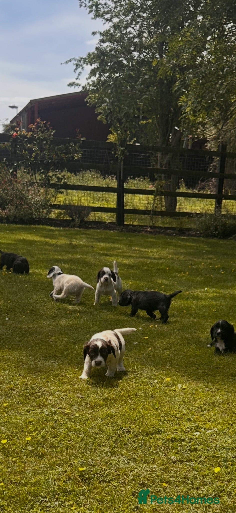 Mixed Breed dogs sprockets  - Advert 9