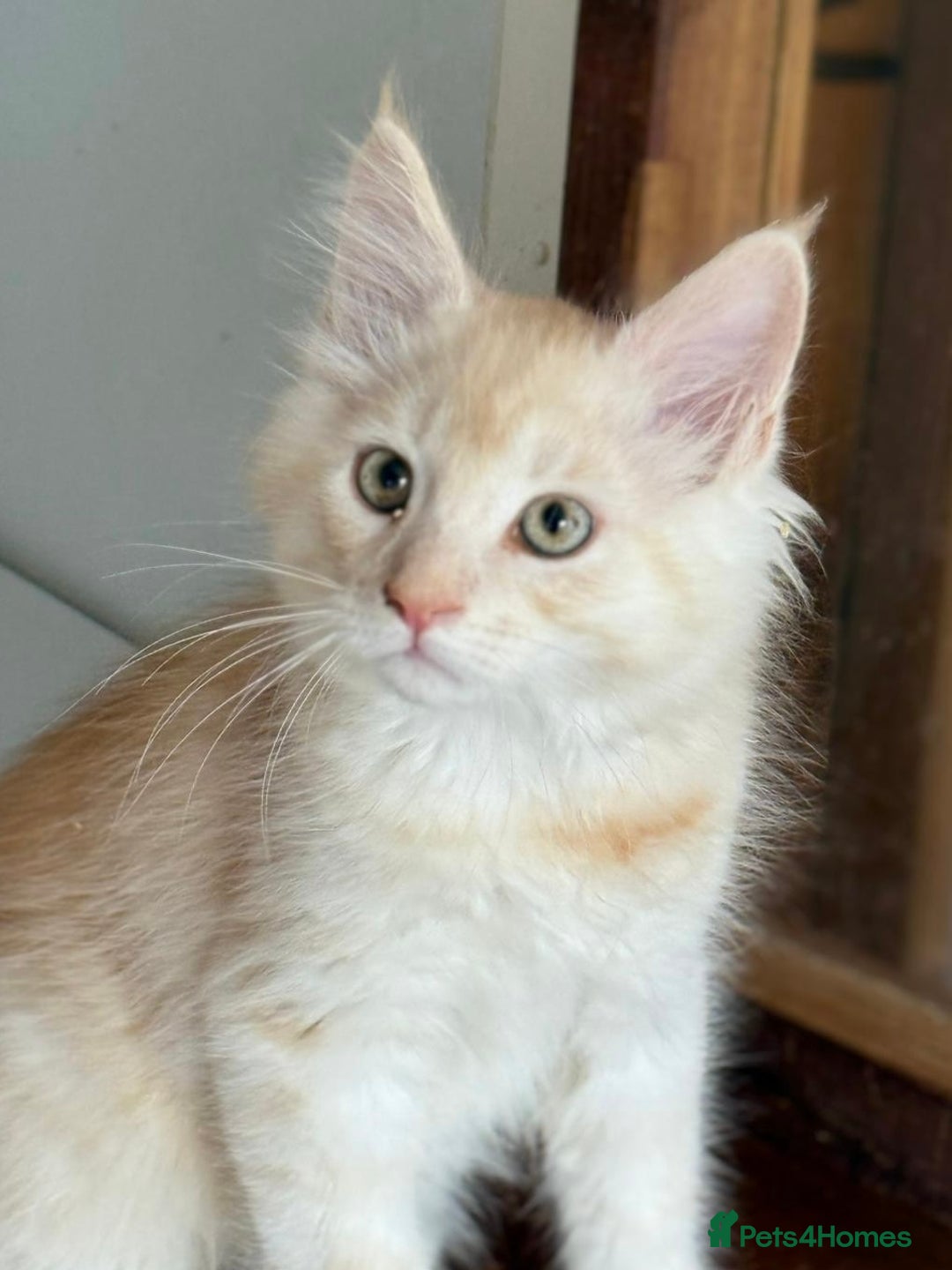 Maine Coon cats for sale: Ready now Maine Coon large Boys GCCF - Image 38