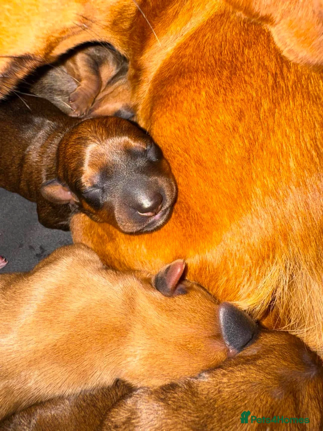 Dachshund dogs for sale: Mini Dachshund in Saint Austell - Advert 18