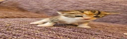 Mixed Breed cats for sale: Mix ragdoll kittens for sale  - Advert 4