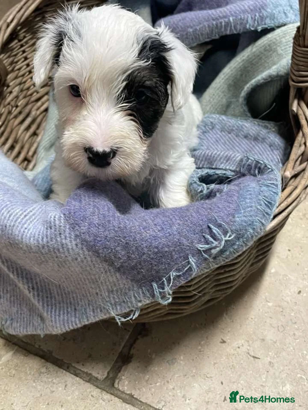 Sealyham Terrier dogs for sale: Sealyham Terrier puppies in Haverfordwest - Advert 11