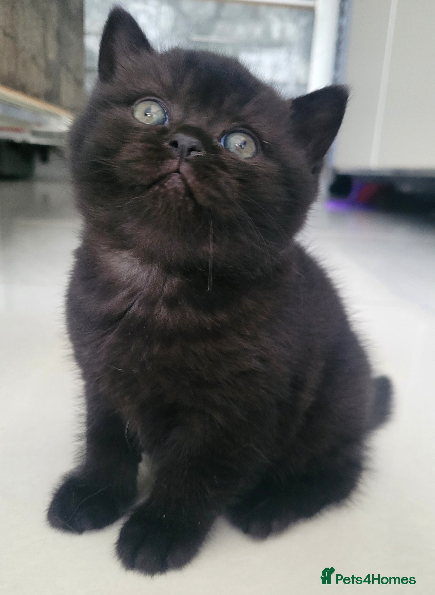 British Shorthair cats Show Quality British Shorthair Cinnamon - Advert 2