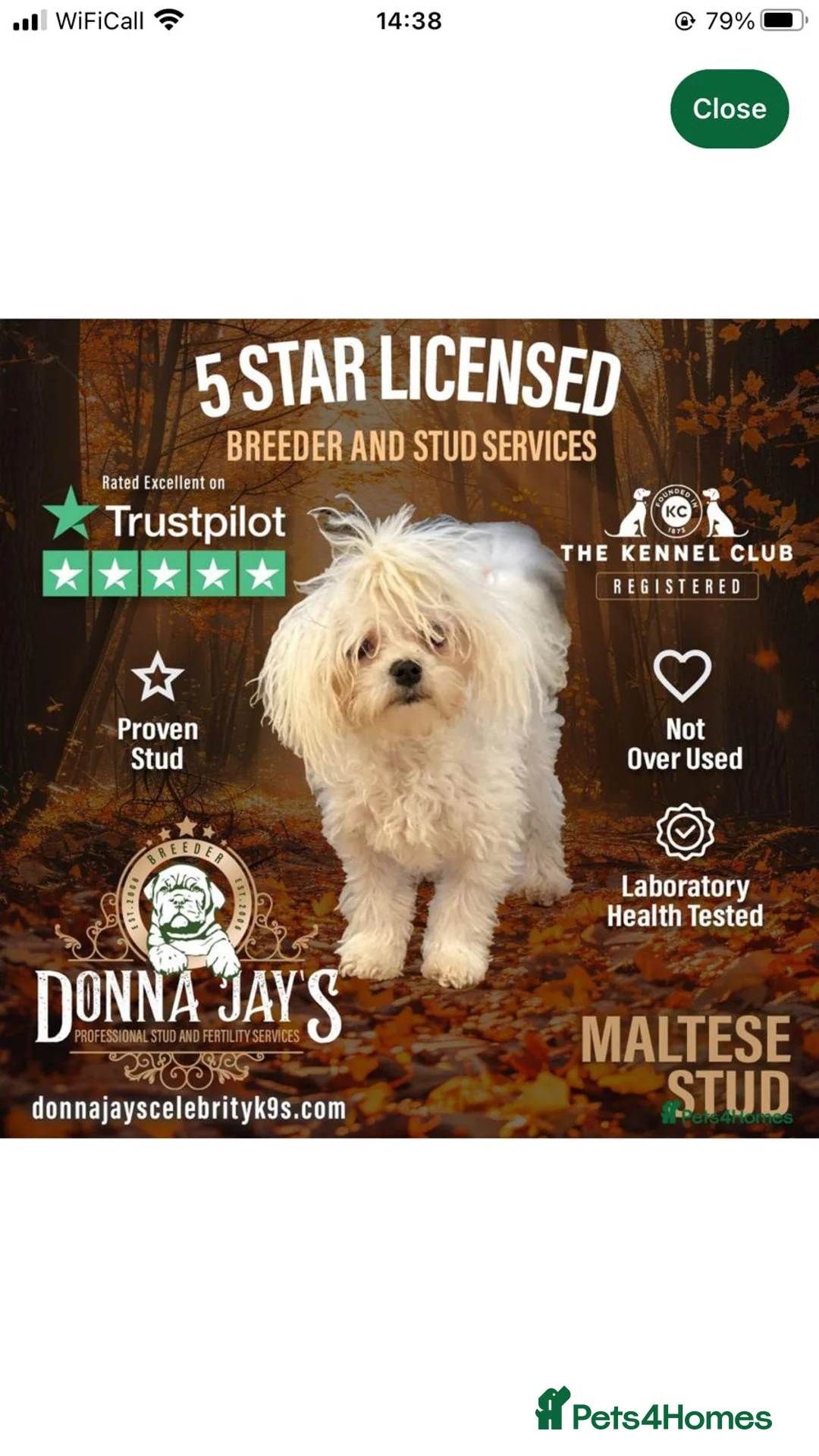 Maltipoo dogs for sale: 2X CHAMPION BLOODLINE MALTIPOO PUPPYS - Advert 8