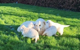 Golden Retriever dogs for sale: Stunning Golden Retriever Puppies - Image 9