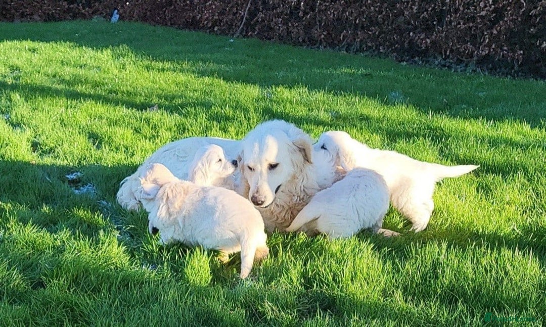 Golden Retriever dogs for sale: Stunning Golden Retriever Puppies - Image 9