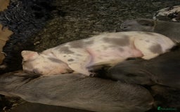 French Bulldog dogs for sale: Stunning healthy French bull dog puppies  - Image 24