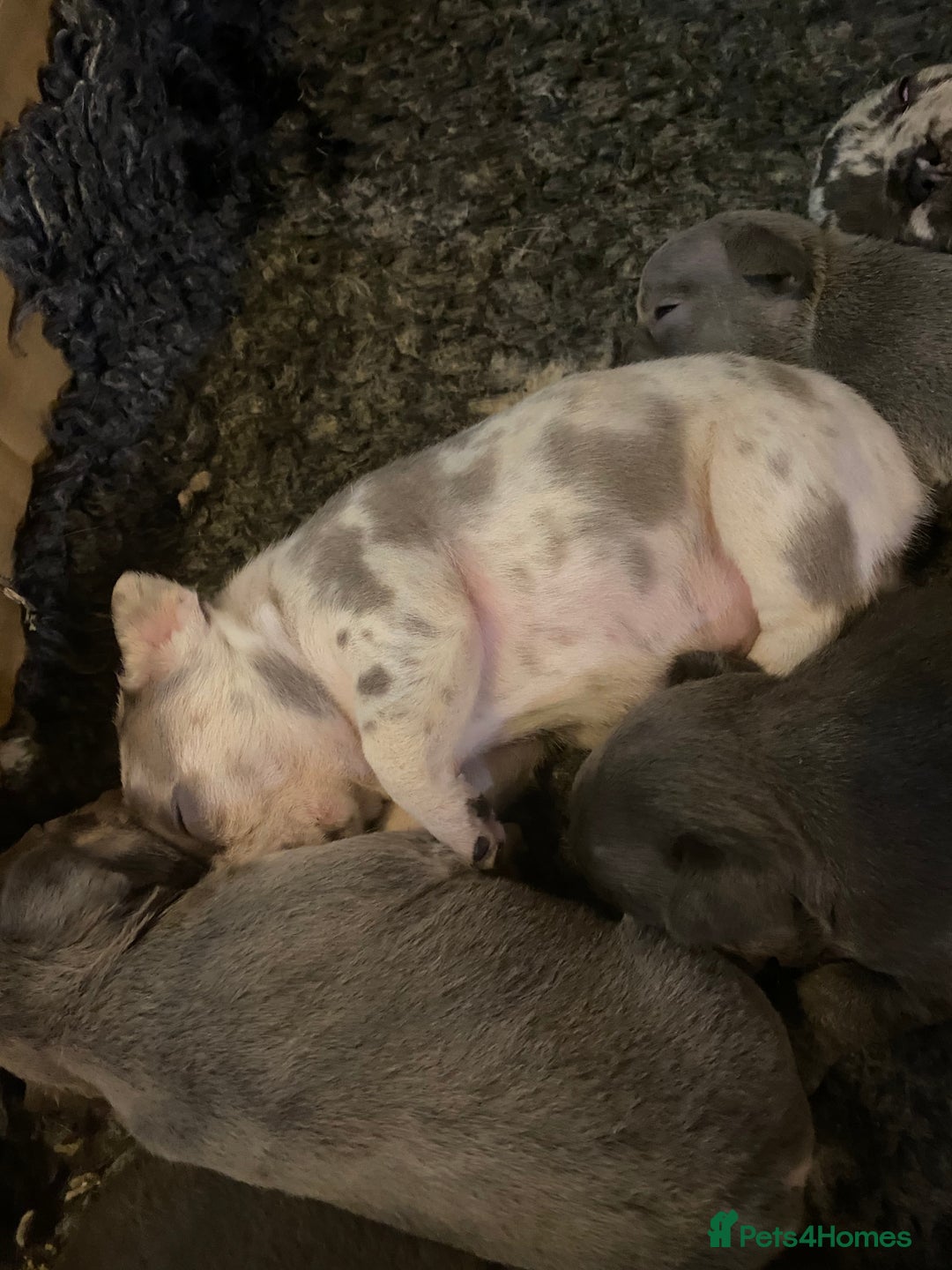 French Bulldog dogs for sale: Stunning healthy French bull dog puppies  - Image 24