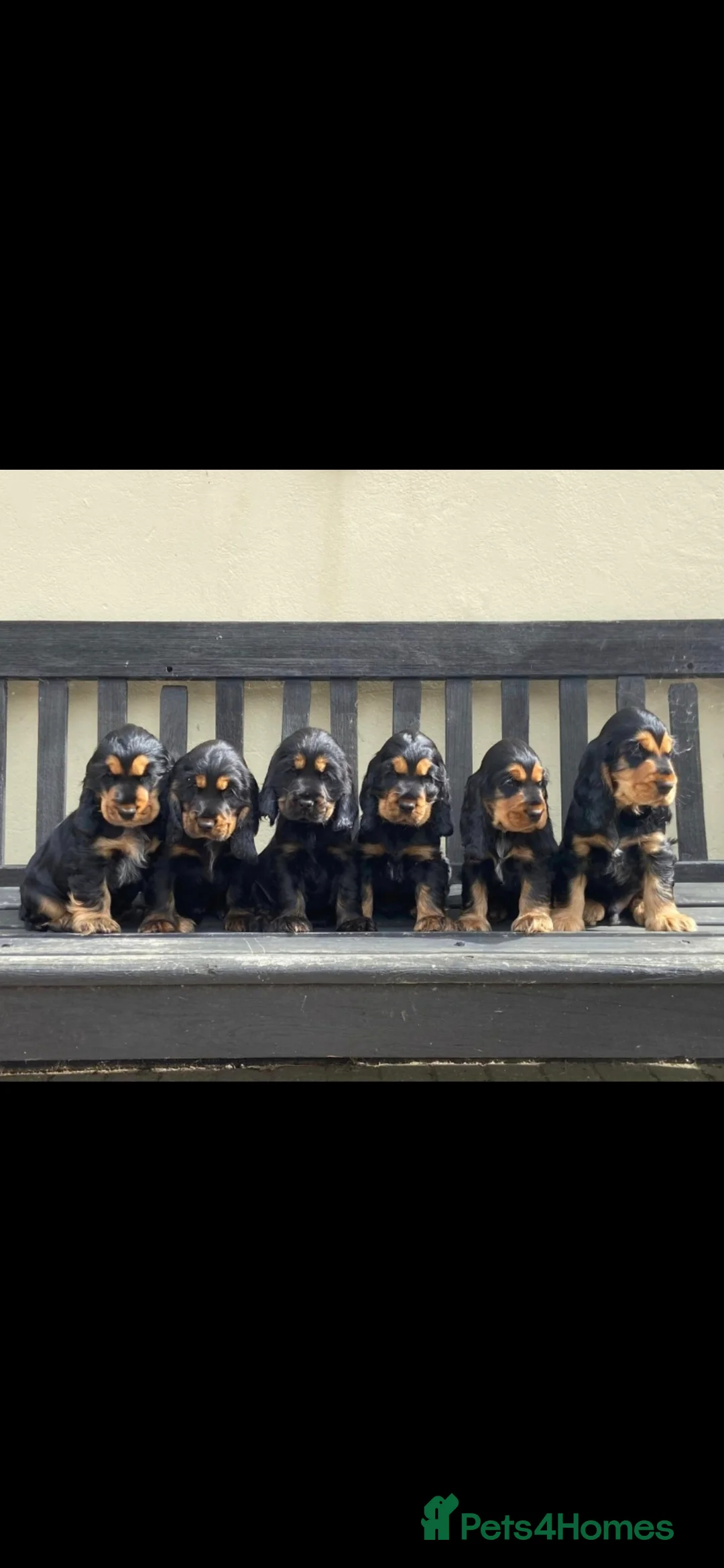 Cocker Spaniel dogs for stud: Show cocker spaniel stud in Brentwood - Advert 2