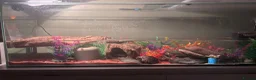 Turtle reptiles for sale: Musk Turtles 5 years old - Advert 3