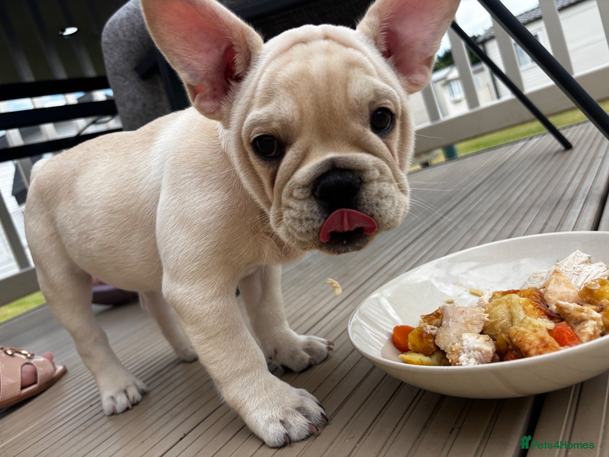 French Bulldog dogs 🐾 French Bulldog Puppy – 11 Weeks Old 🐾 - Advert 10