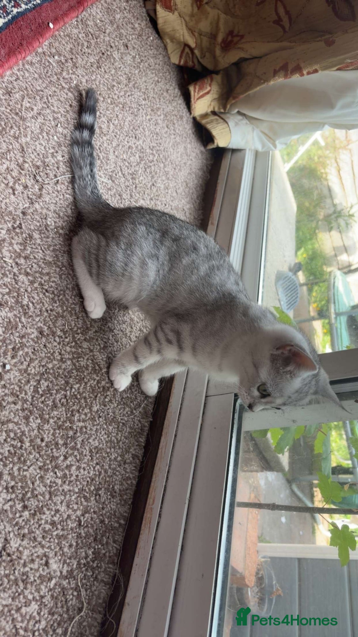 Scottish Fold cats for sale: grey and white half scottish fold kitten  - Advert 3