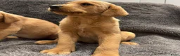 Labrador Retriever dogs for sale: FOX RED PUPPIES - Advert 3