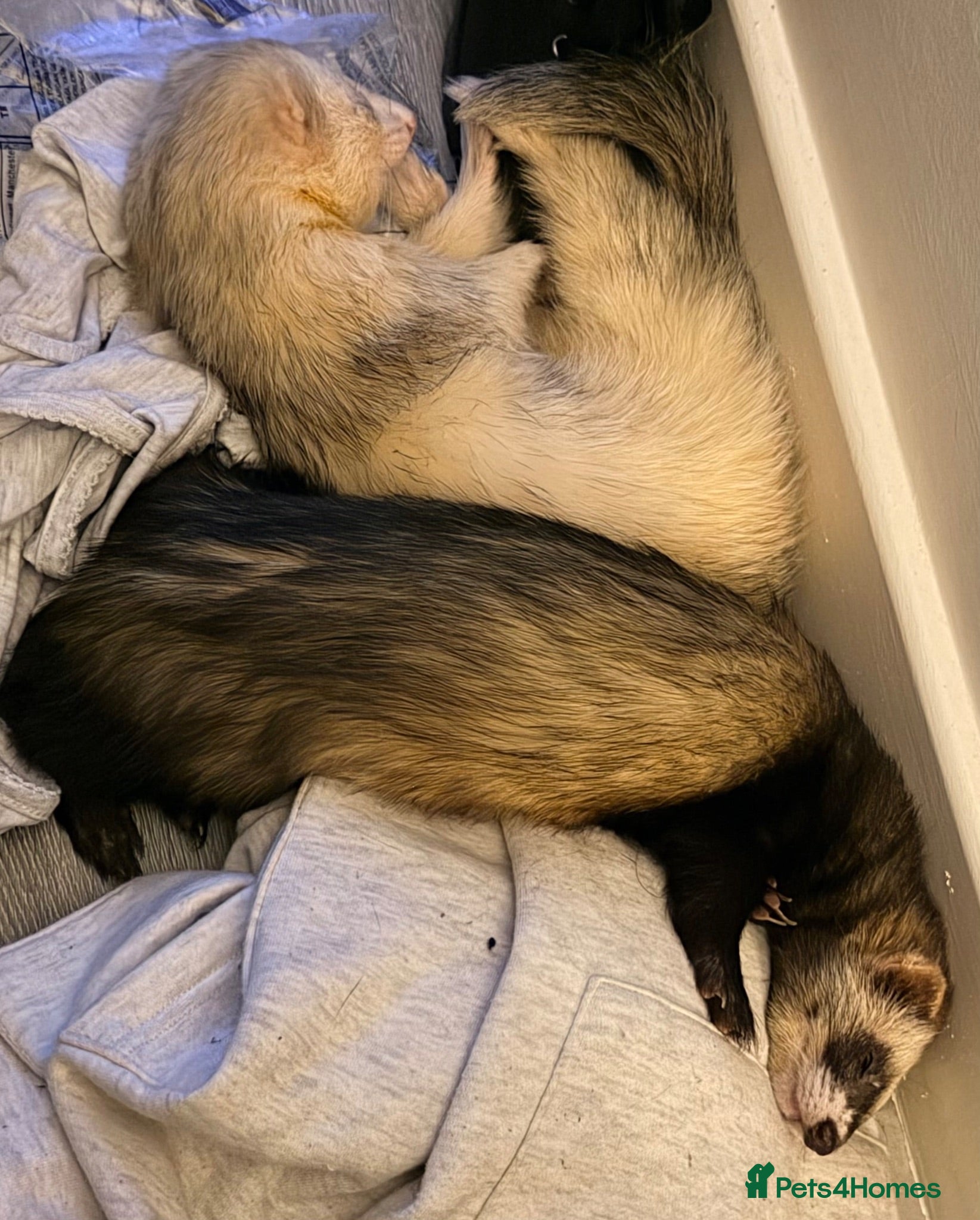 Ferret rodents 2 male ferrets looking for forever home  - Advert 1