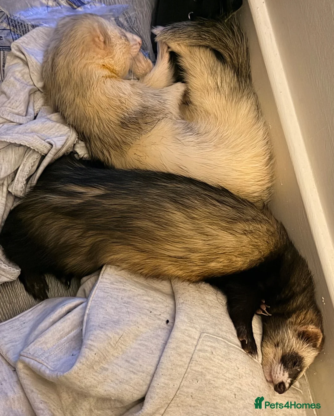 Ferret rodents for sale: 2 male ferrets looking for forever home  - Advert 1