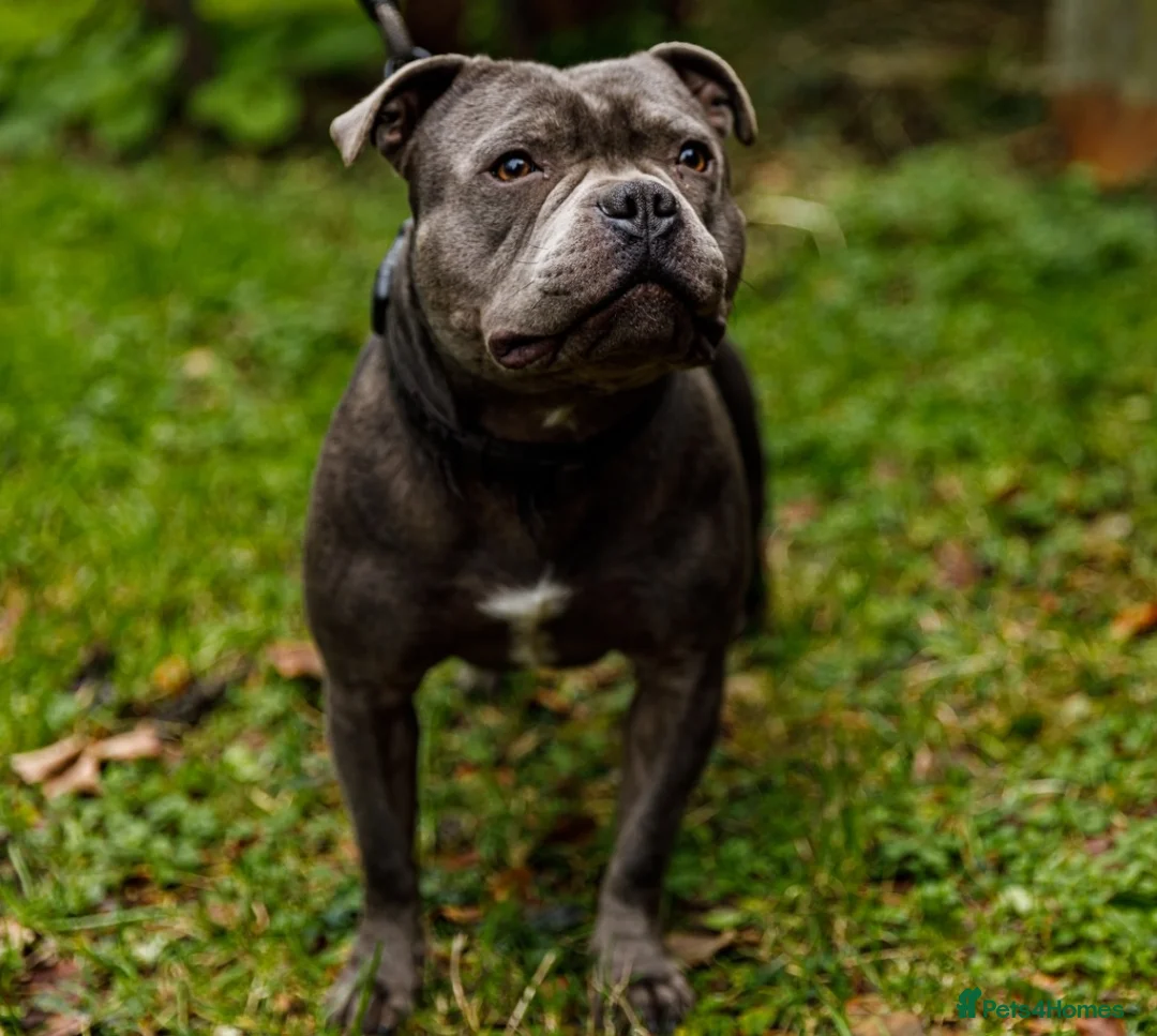 Staffordshire Bull Terrier dogs for stud: UKs Best bloodlines Proven Stud  in Swansea - Advert 5