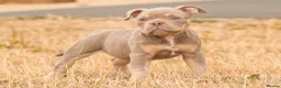 American Bully dogs for sale: Micro  Exotic  bullies - Advert 15