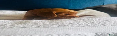 cockapoo 2