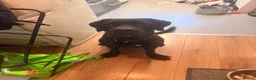 Cane Corso dogs for sale: Beautiful cane corso for sale - Advert 5