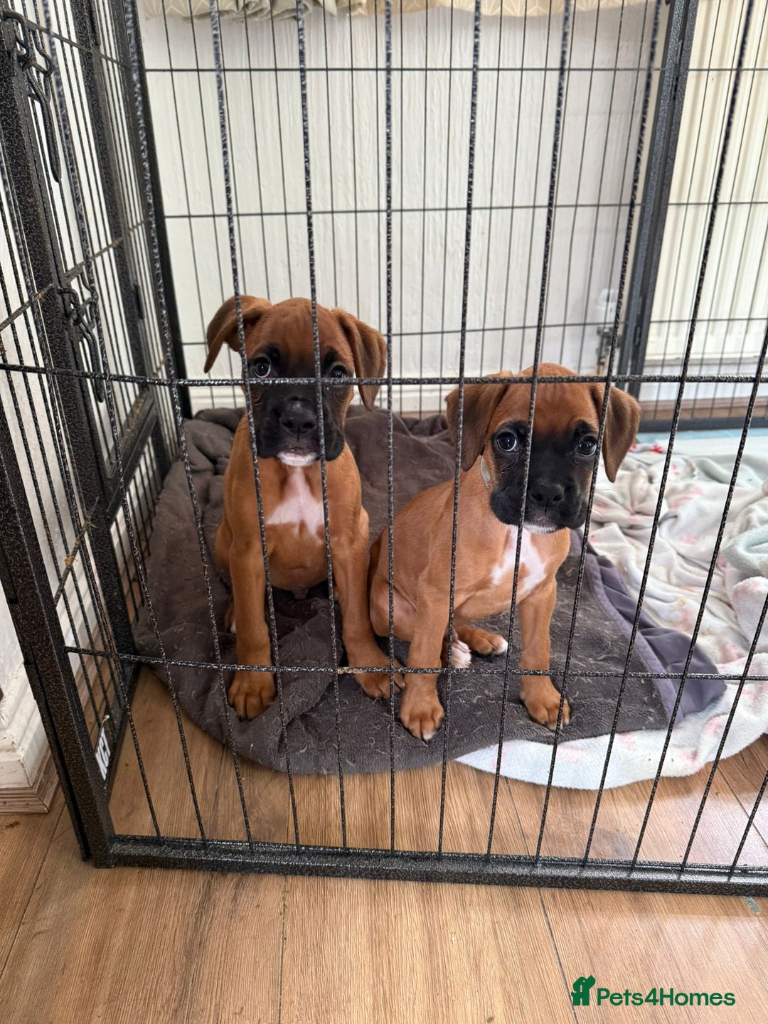 Boxer dogs for sale: 4 beautiful black masked KC Reg Boxer puppies  in Newton Abbot - Image 6