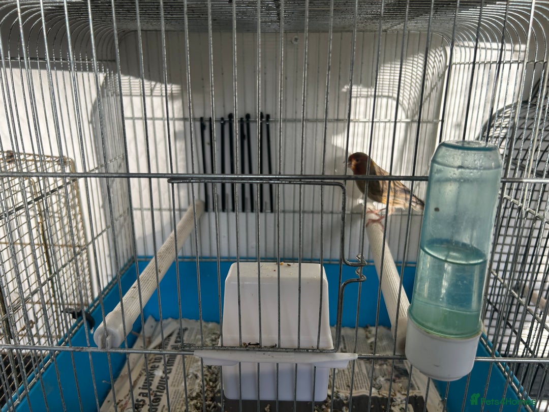 Canaries birds for sale: Canaries  - Image 4