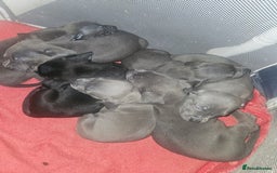 Mixed Breed dogs for sale: AMERICAN BULLY X LABRADOR - Image 5