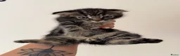 Scottish Fold cats for sale: Scotish fold and British short hair  - Advert 7