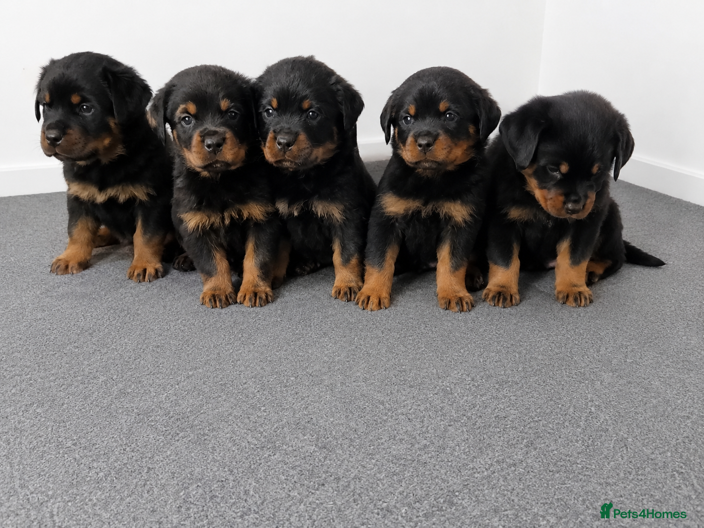 Rottweiler dogs 🌟Stunning KC Registered Rottweiler Puppies 🌟 - Advert 1