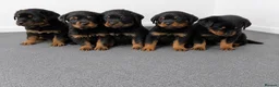 Rottweiler dogs for sale: 🌟Stunning KC Registered Rottweiler Puppies 🌟 - Advert 1