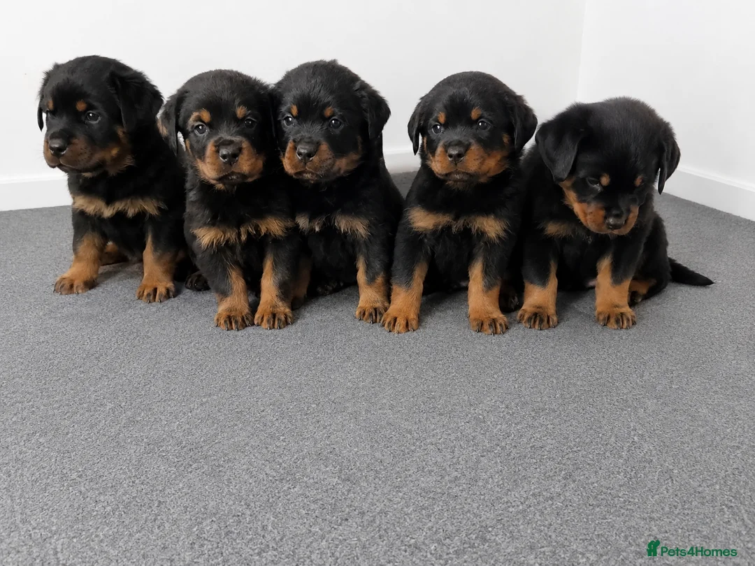 Rottweiler dogs for sale: 🌟Stunning KC Registered Rottweiler Puppies 🌟 - Advert 1