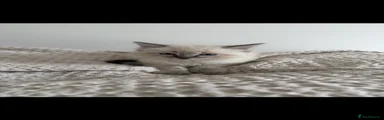 Male Seal Tabby 