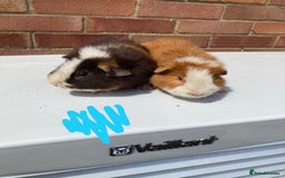 Guinea Pig rodents for sale: Teddy boys  - Image 1