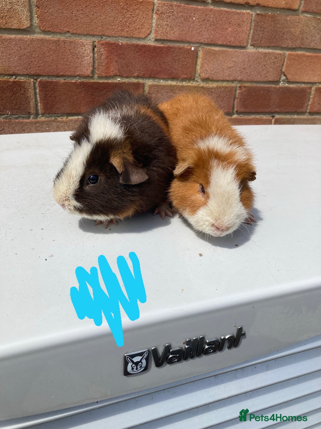 Guinea Pig rodents for sale: Teddy boys  - Image 1