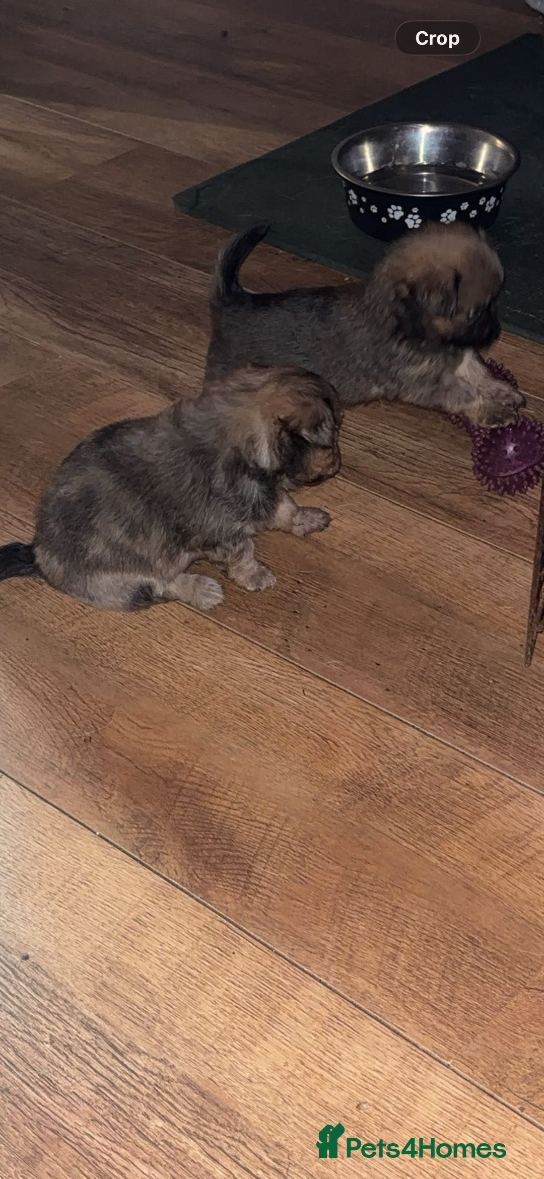 Chihuahua dogs for sale: MERLE CHIHUAHUAS 🐶 2 BOYS 1 GIRL STILL AVAILABLE - Advert 12