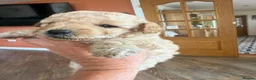 Cavapoo dogs for sale: Beautiful Cavapoo puppies  - Advert 4