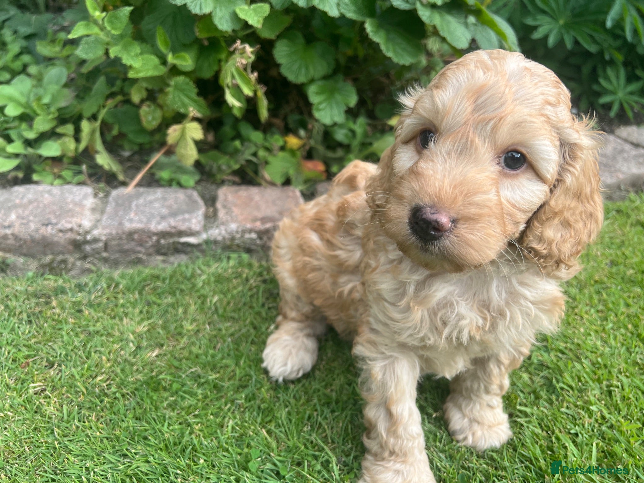 Cockapoo dogs F1b cockapoo puppies for sale - Advert 4