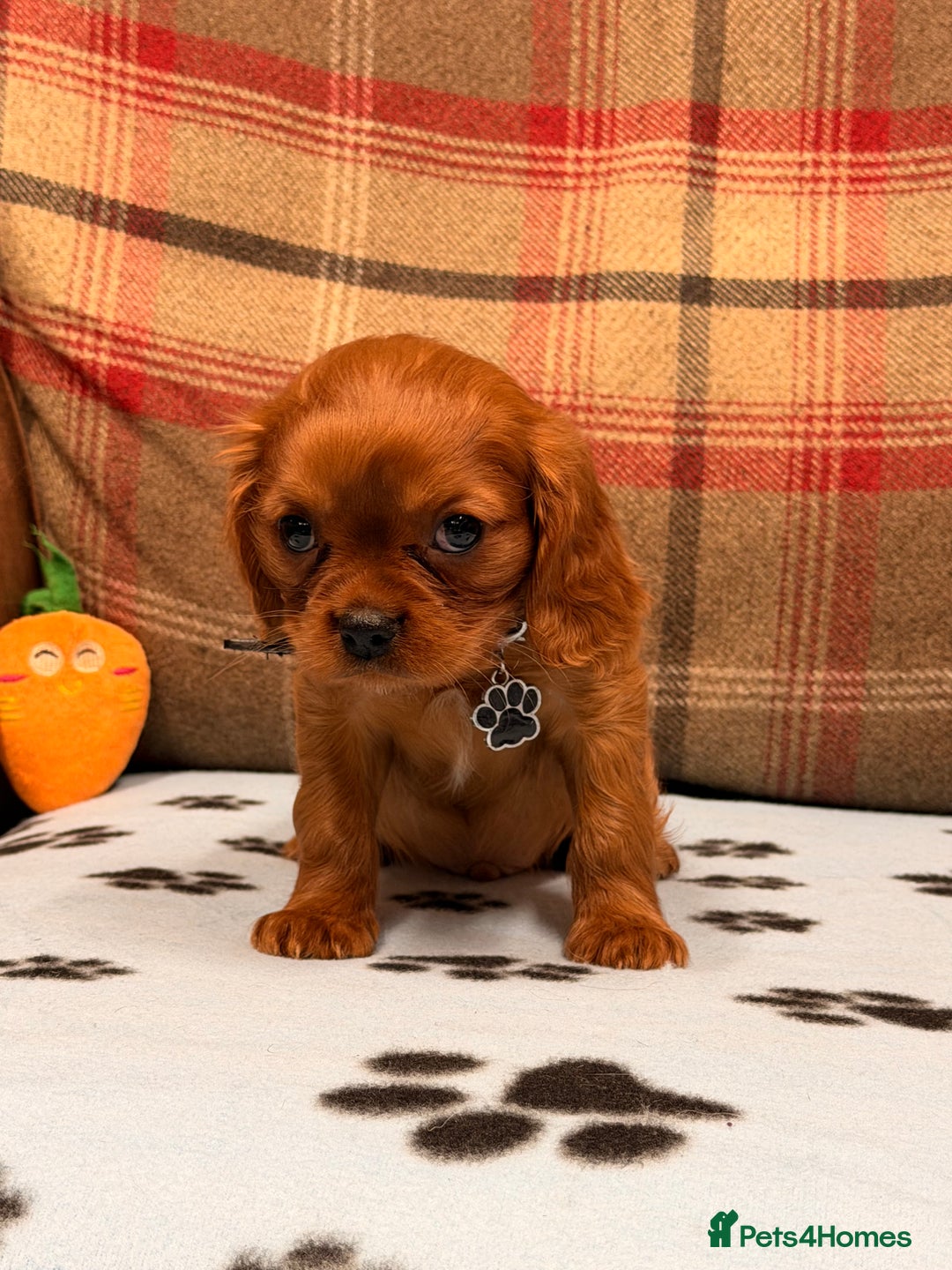 Cavalier King Charles Spaniel dogs for sale: 🐶 Beautiful Cavalier King Charles  Puppies 🐶 - Advert 14