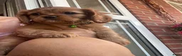 Cavalier King Charles Spaniel dogs for sale: King Charles cavalier babies  - Advert 14