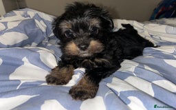 Biewer Terrier dogs for sale: Biewer terrier puppies  - Image 6