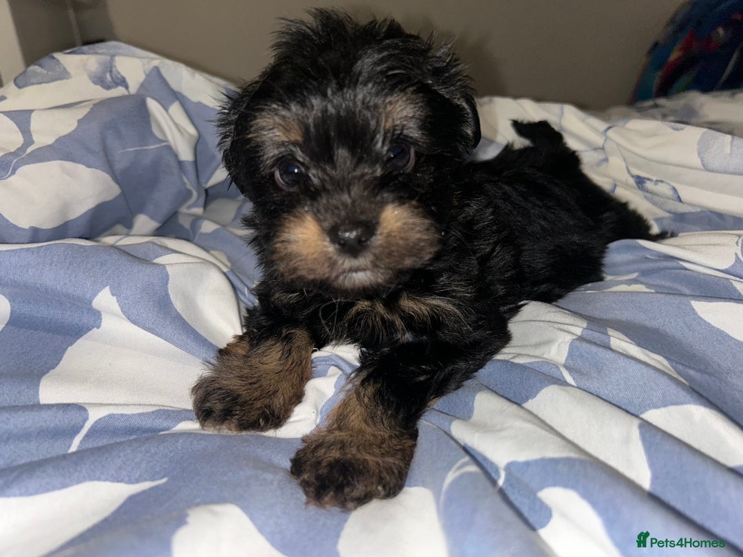 Biewer Terrier dogs for sale: Biewer terrier puppies  - Image 6